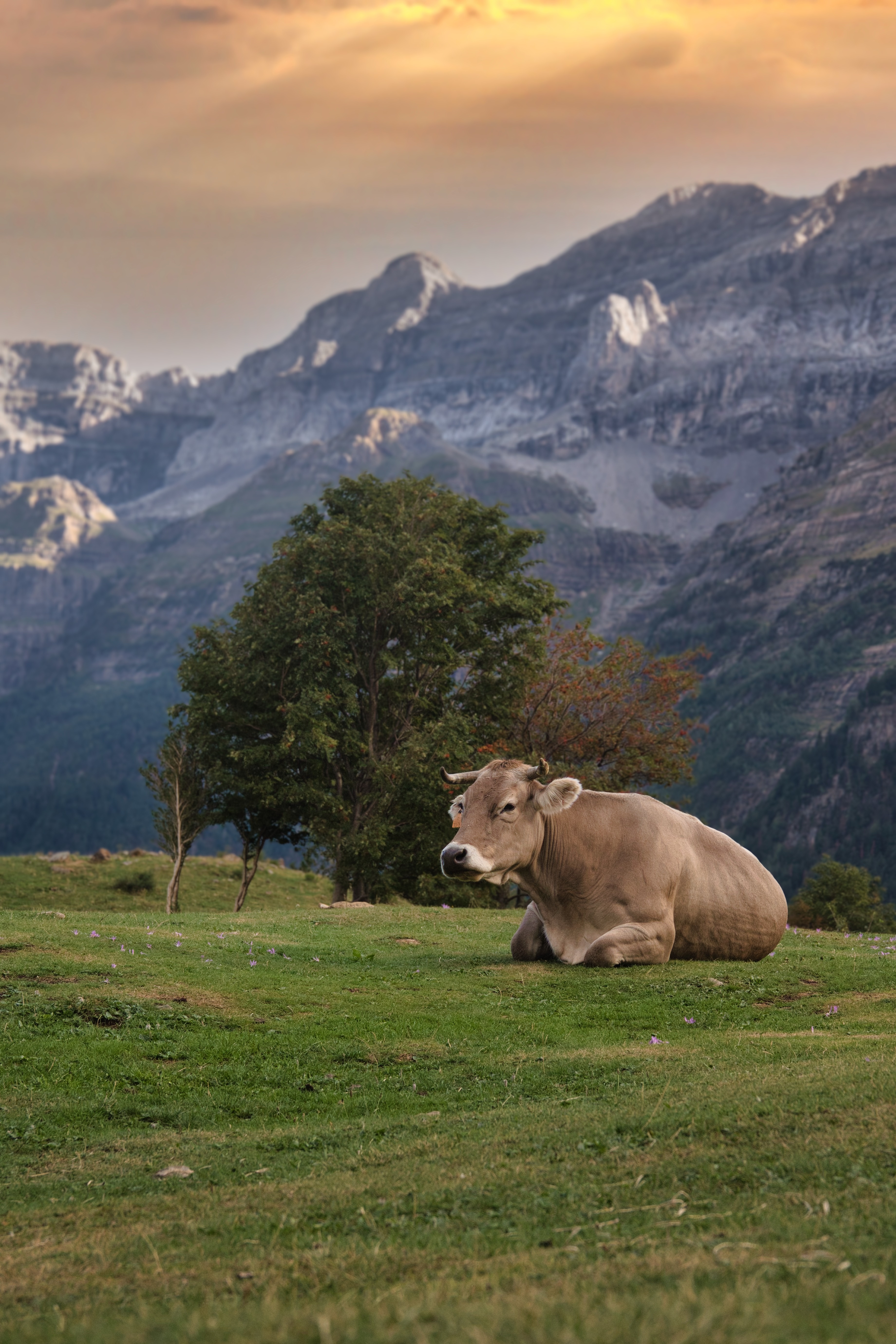 Cow at golden hour, Valle de Pineta, Ordesa